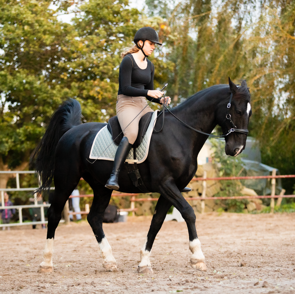 A black horse being ridden in a bareback pad using a bitless sidepull bridle from the brand FR Equestrian