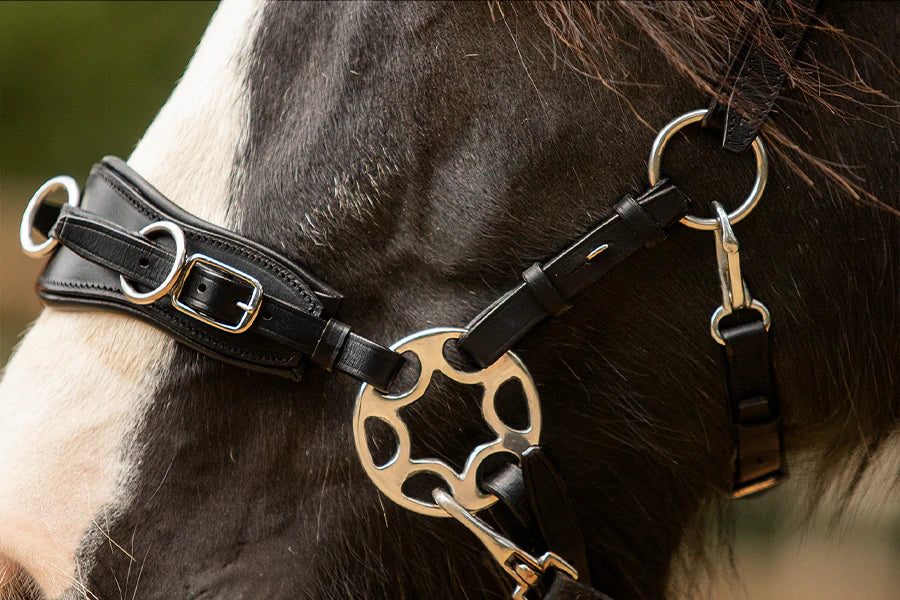 Closeup of star hackamore shanks on a cavemore bitless bridle