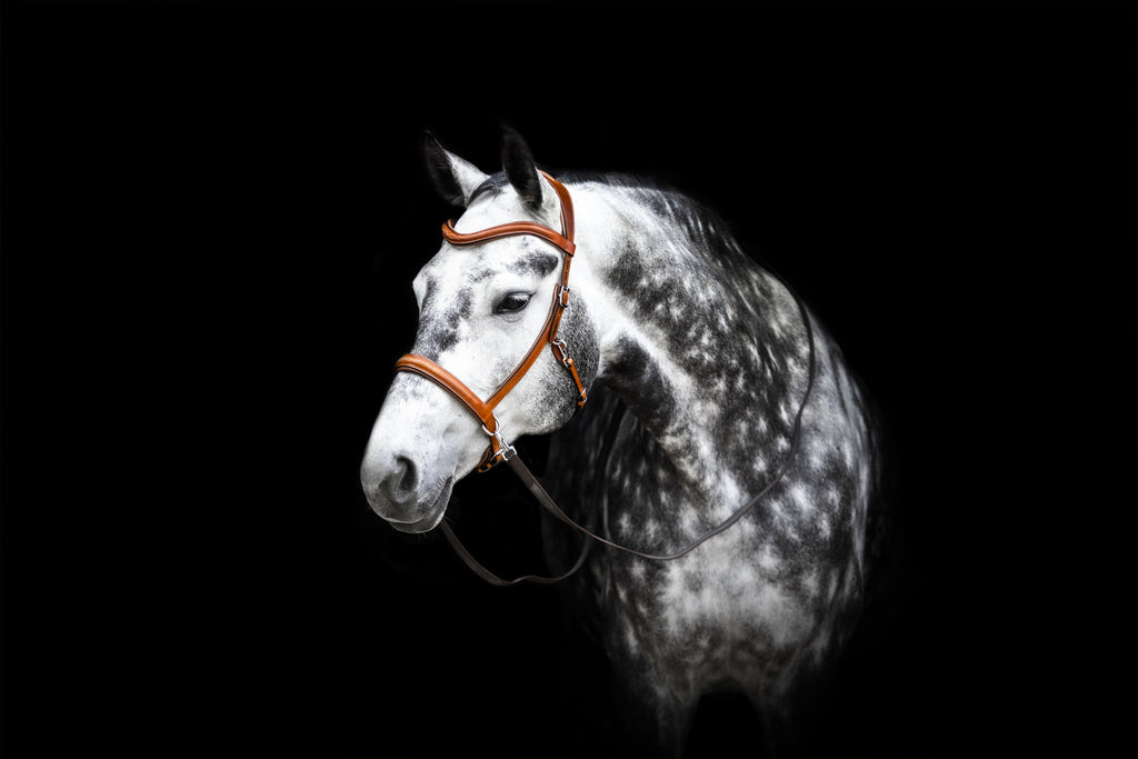 Grey horse wearing a bitless bridle sidepull in the colour cognac. Musa sidepull