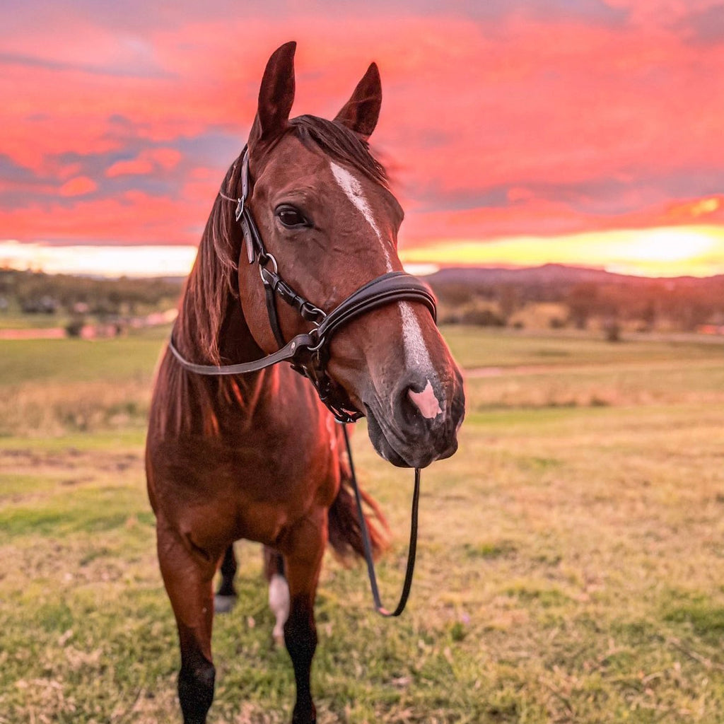 Sidepull vs Hackamore Bridles: What’s the Difference?