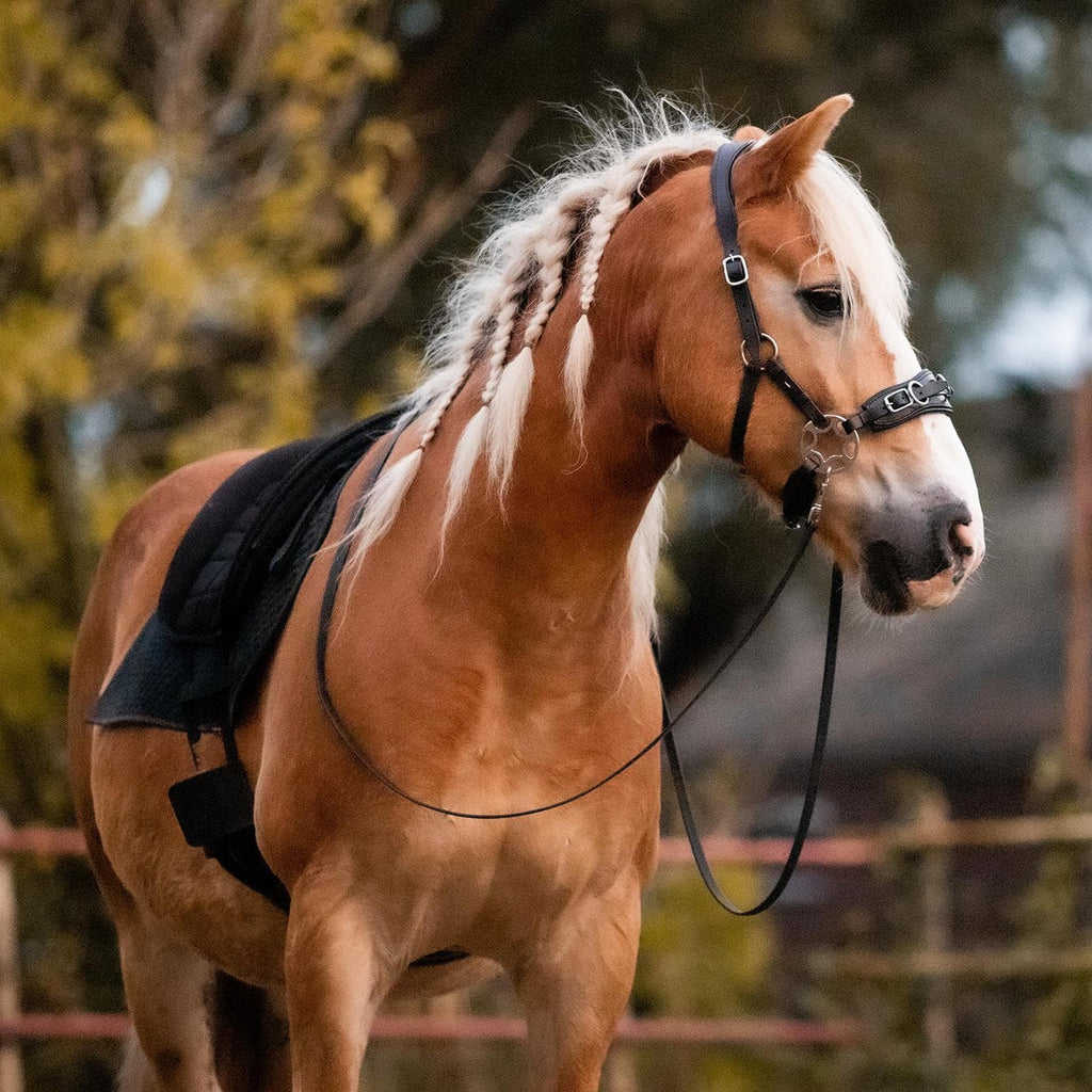 5 Reasons to Try a Cavemore Bitless Bridle