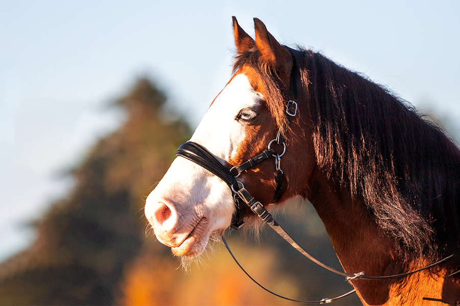 cose-up of a brown horse with big white stripe across the face standing in the sunlight the horse has a blue moon eye and is wearing a bitless Pablo sidepull bridle from FR Equestrian
