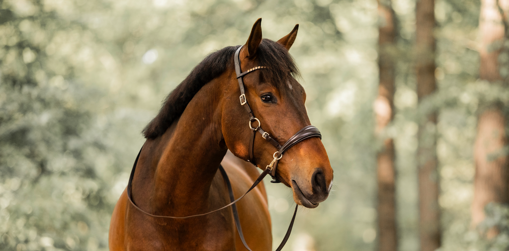 Brown horse wearing a brown bitless sidepull with golden details and  a browband with light topaz crystals