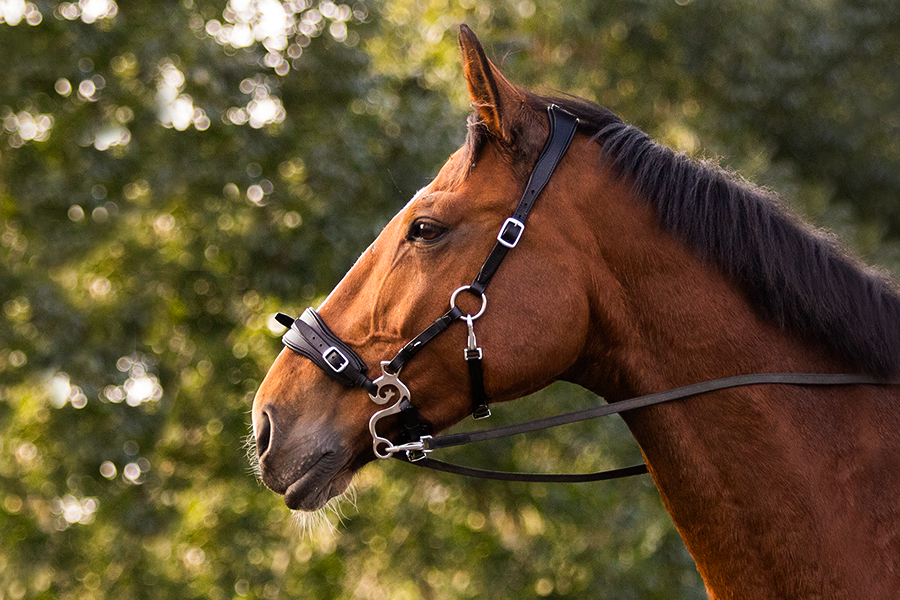 ULTIMATE BITLESS BRIDLE