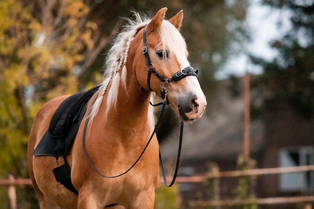 haflinger horse wearing a black bareback pad and an FR Equestrian cavemore more bridle. Both in the colour black. 