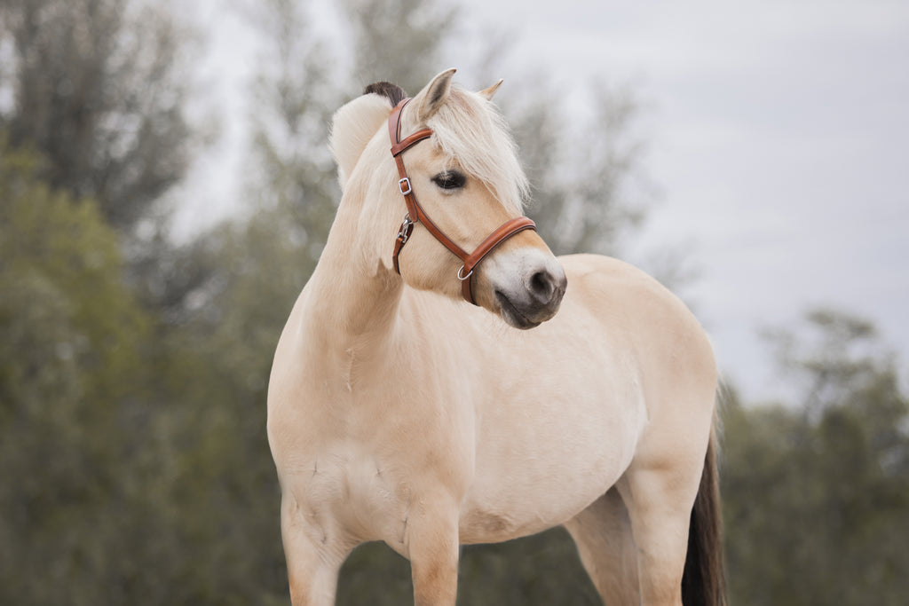 Fjord horse wearing a cognac musa sidepull with white stitching