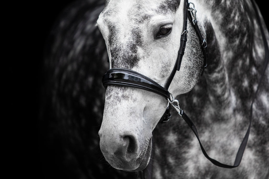 Lola multi-bridle bitless sidepull and cross-under bridle with patent noseband