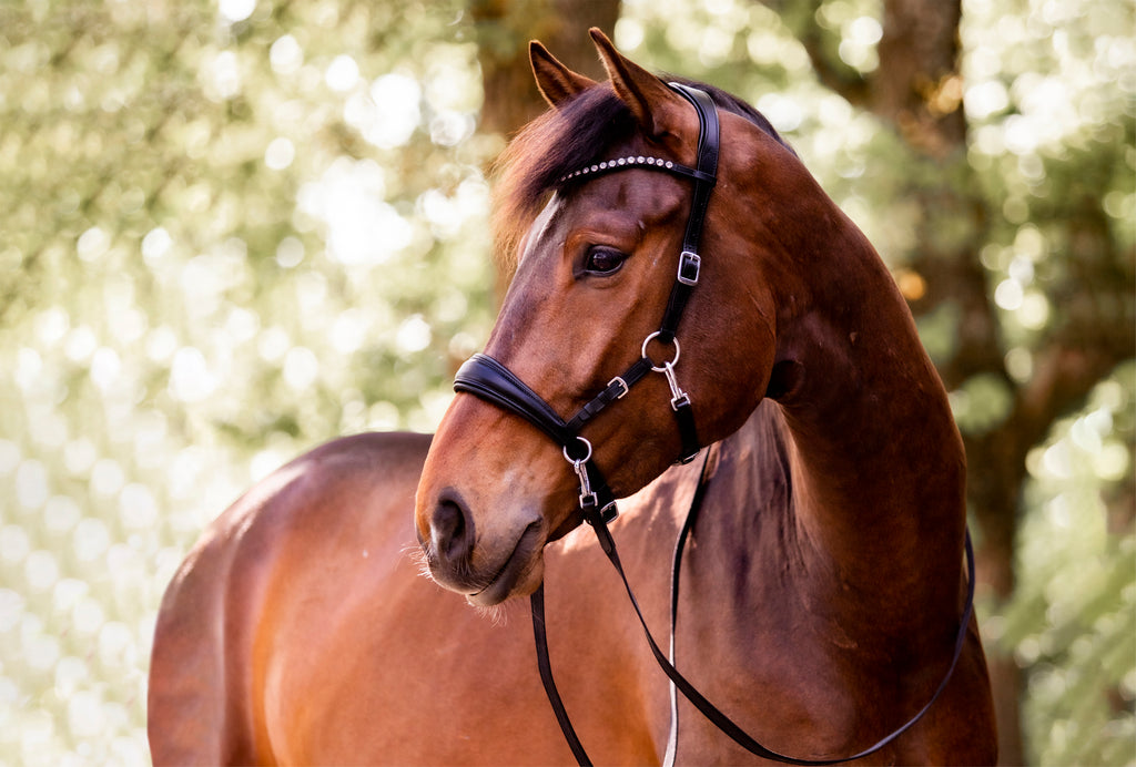 Brown horse wearing the sophie sidepull with a browband featuring the finest clear crystals